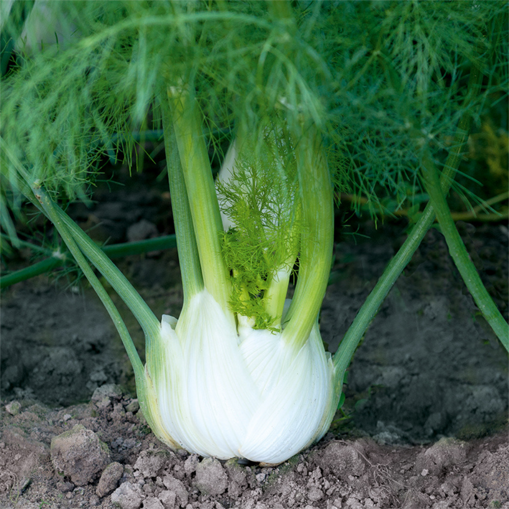 Fennel 'Solaris F1' BIO
