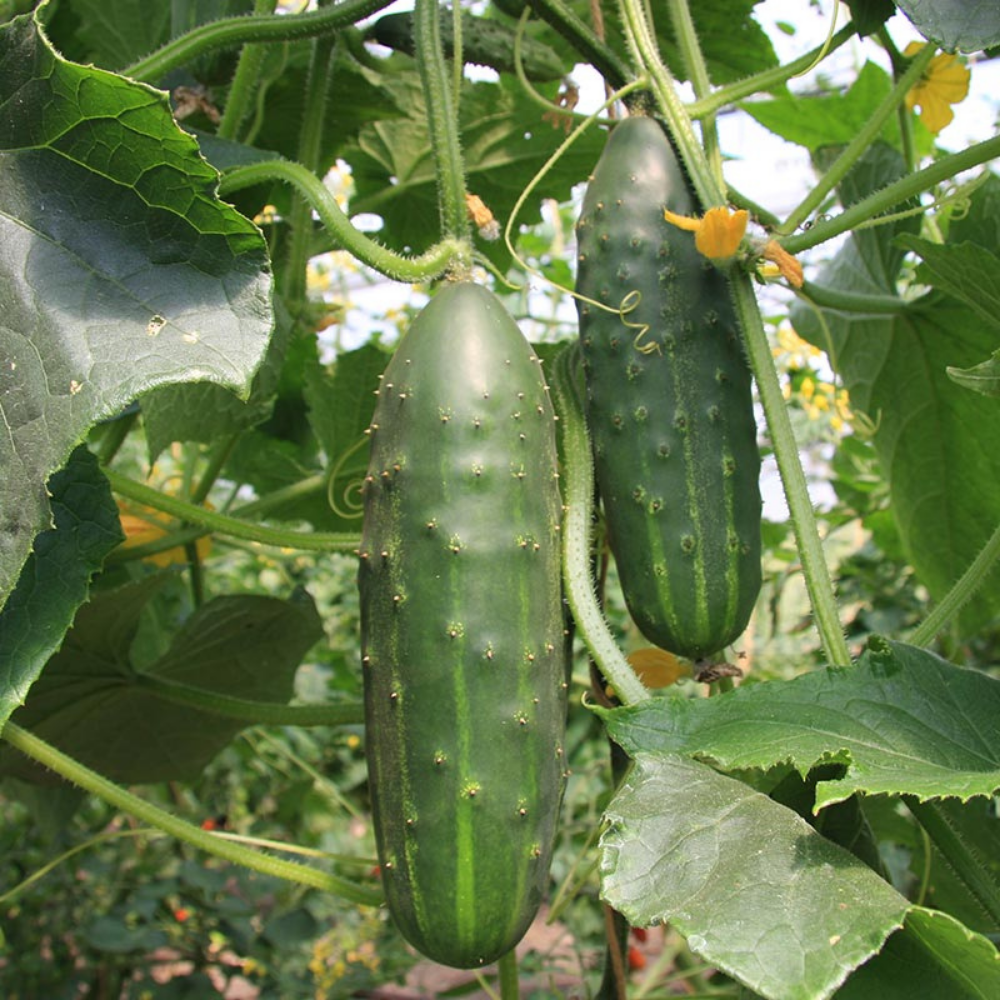 Cucumber 'Marketmore' BIO