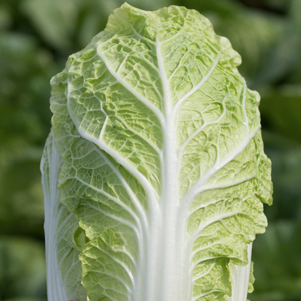 Chou chinois 'Emiko F1' BIO