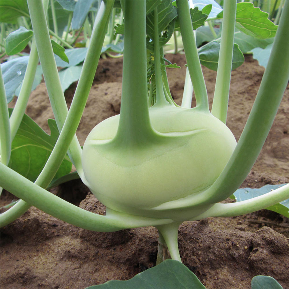 Kohlrabi 'Konan F1' BIO