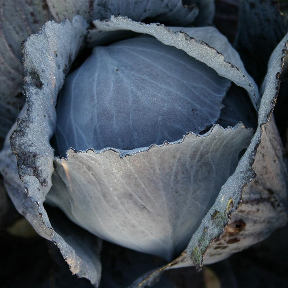 Red cabbage 'Langedijker Bewaar 2' BIO