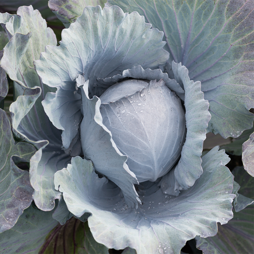 Red cabbage 'Klimaro F1' BIO