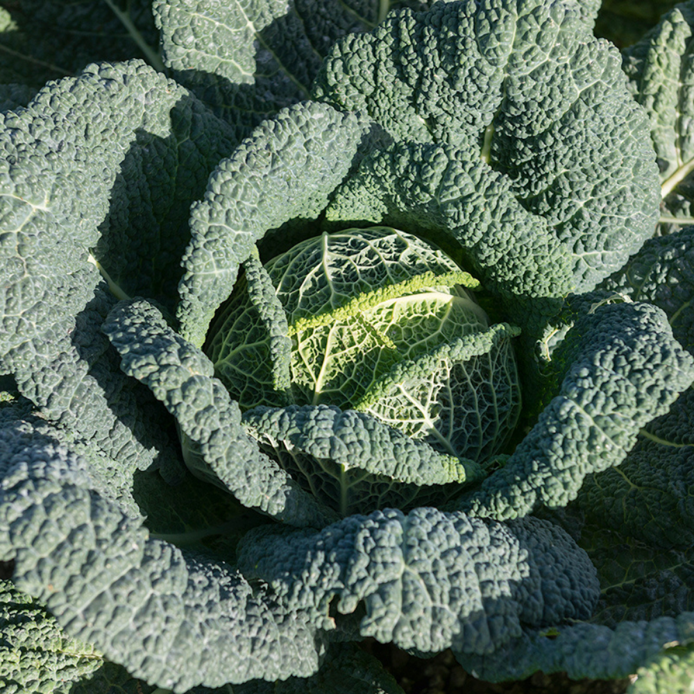 Savoy cabbage 'Cantasa F1' BIO