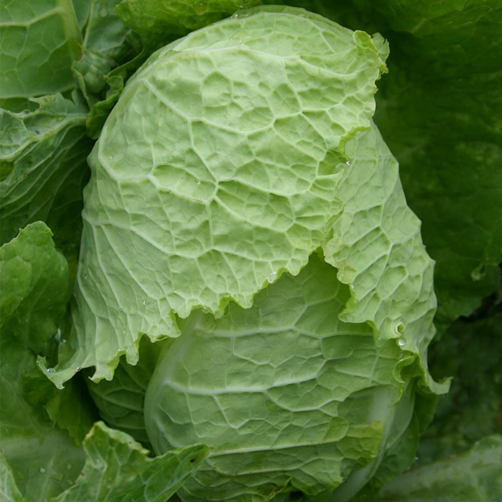 Savoy cabbage 'Bloemendaalse Gele' BIO