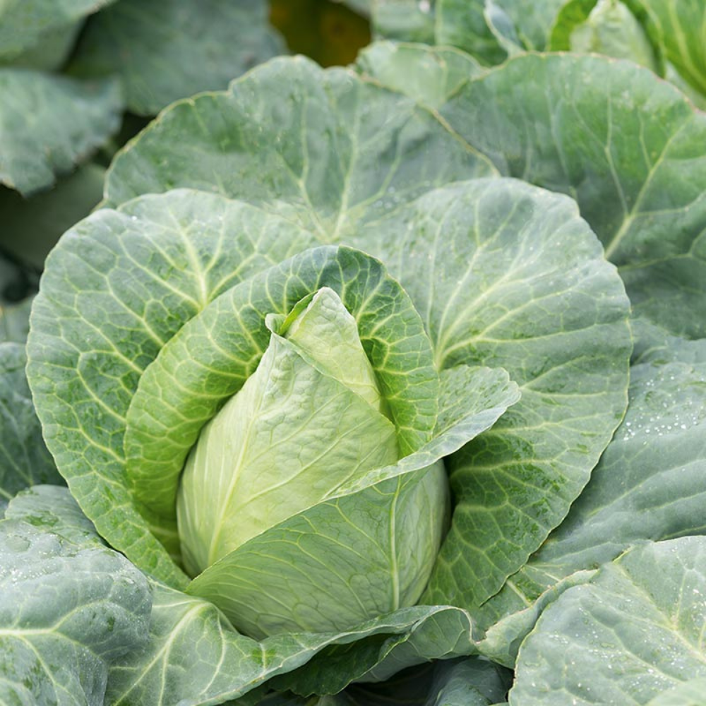 Pointed cabbage 'Caraflex F1' BIO