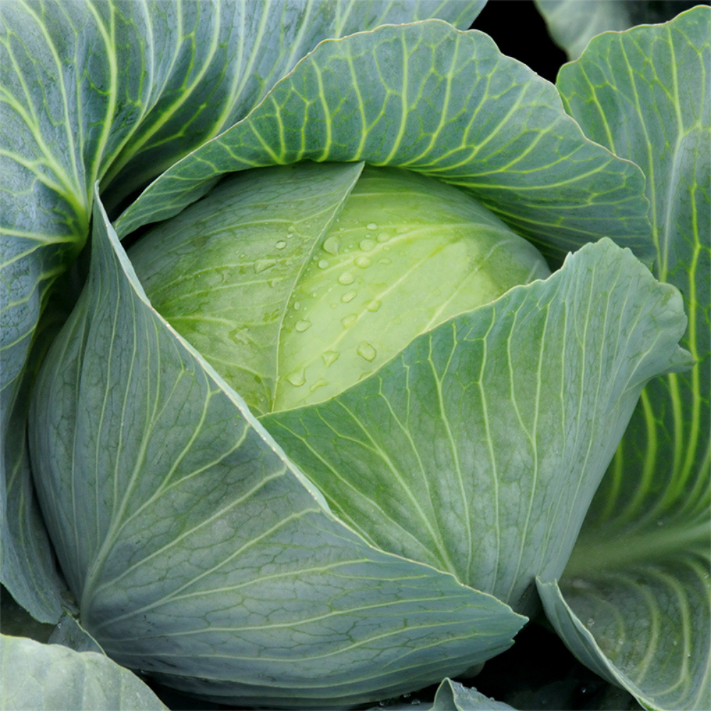 Chou blanc 'Impala F1' BIO