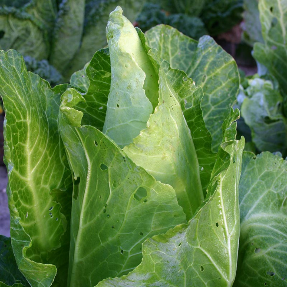 Chou blanc 'Filderkraut' BIO