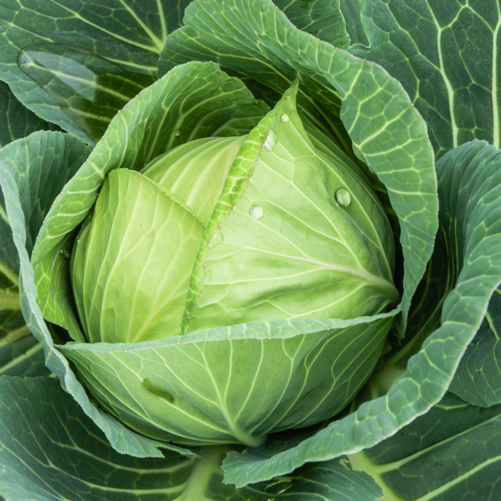 Chou blanc 'Langedijker Save' BIO