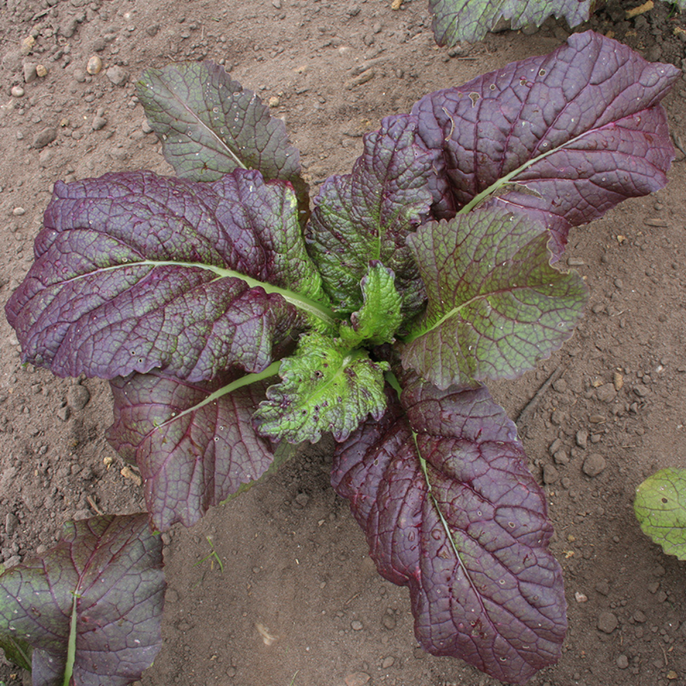 Leaf mustard 'Red Giant' BIO