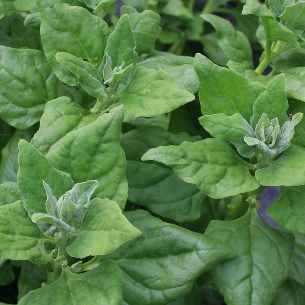 New Zealand Spinach BIO