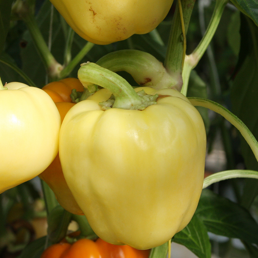 Blokpaprika 'Waldo F1' BIO