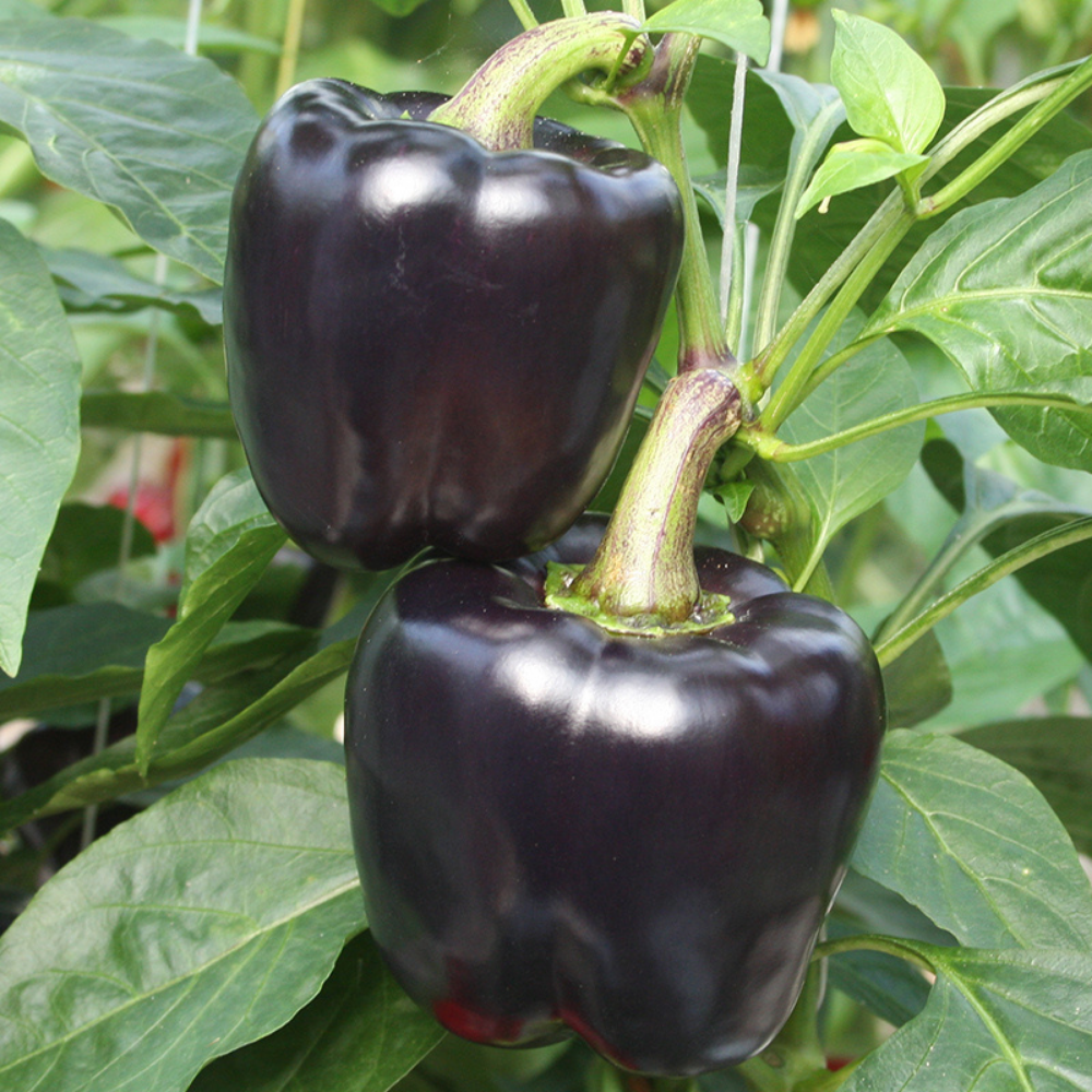 Bell pepper 'Lilo F1' BIO