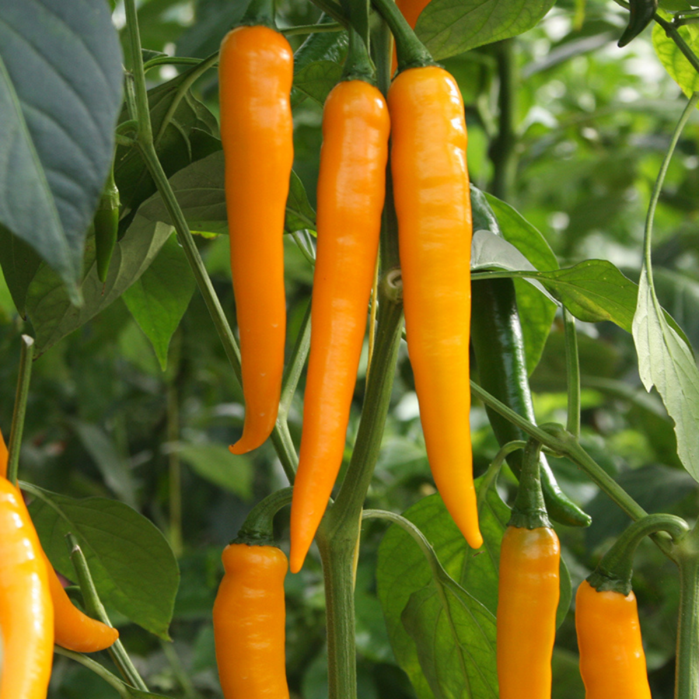 Poivre 'Koh Tao' BIO