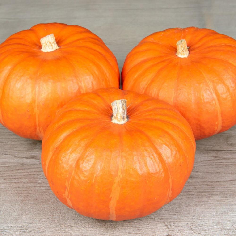 Pompoen 'Amoro F1' BIO