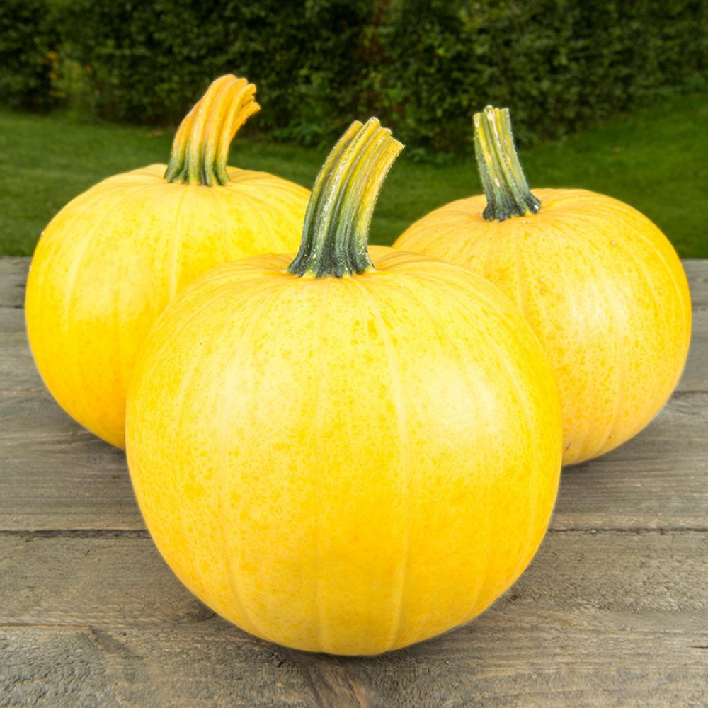 Halloweenpompoen 'Owls Eye F1' BIO