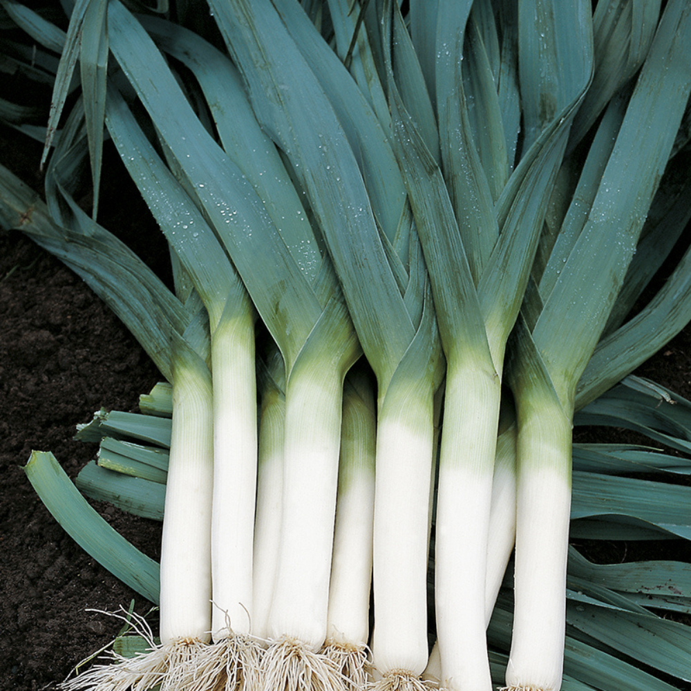Leek 'Blue-green Autumn' BIO