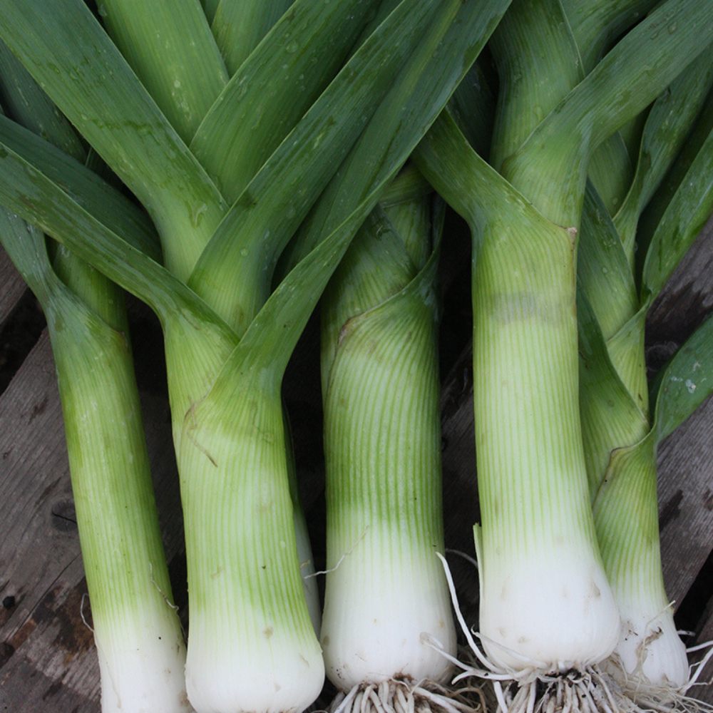 Leek 'Autumn Giants 2' BIO