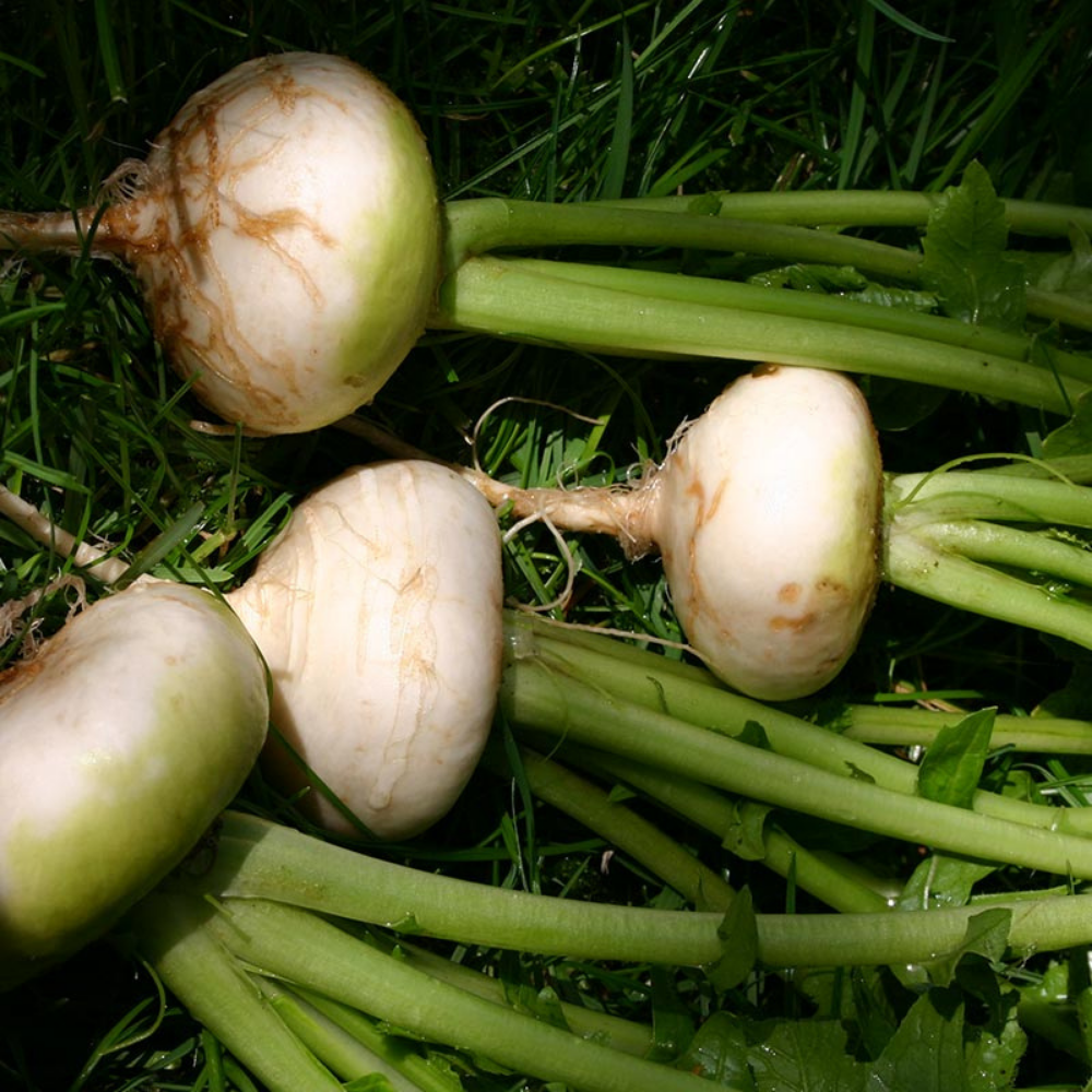 May turnip 'Platte Witte Mei' BIO