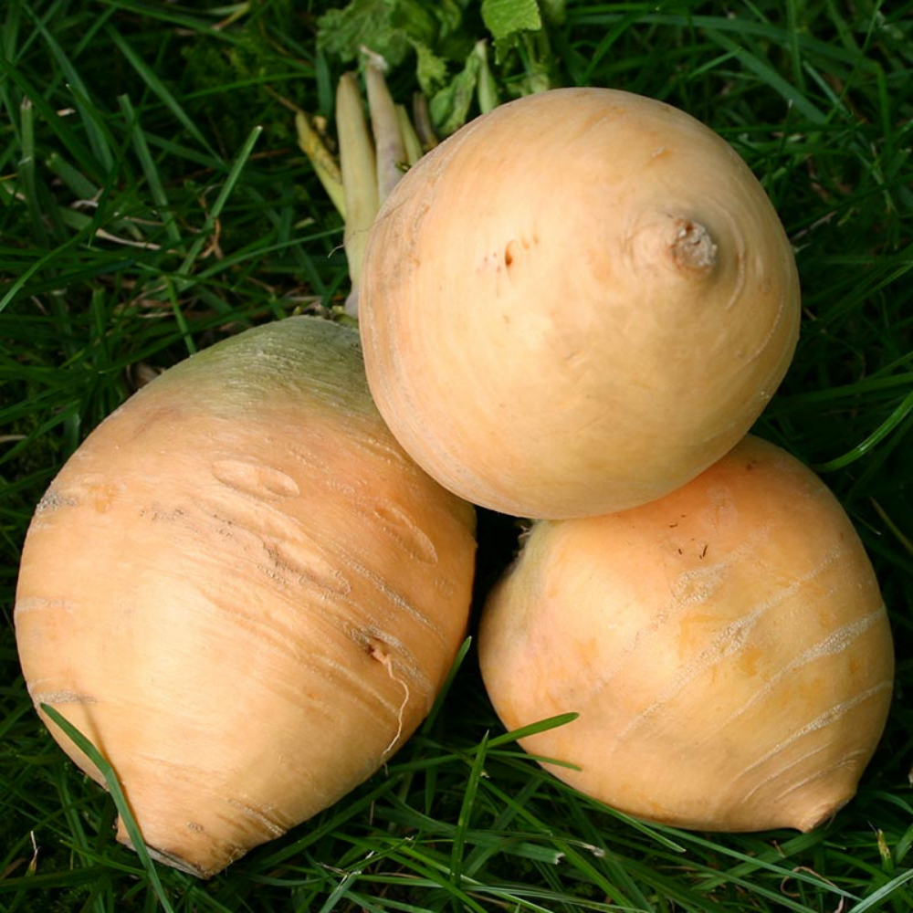 Turnip 'Goldana' BIO