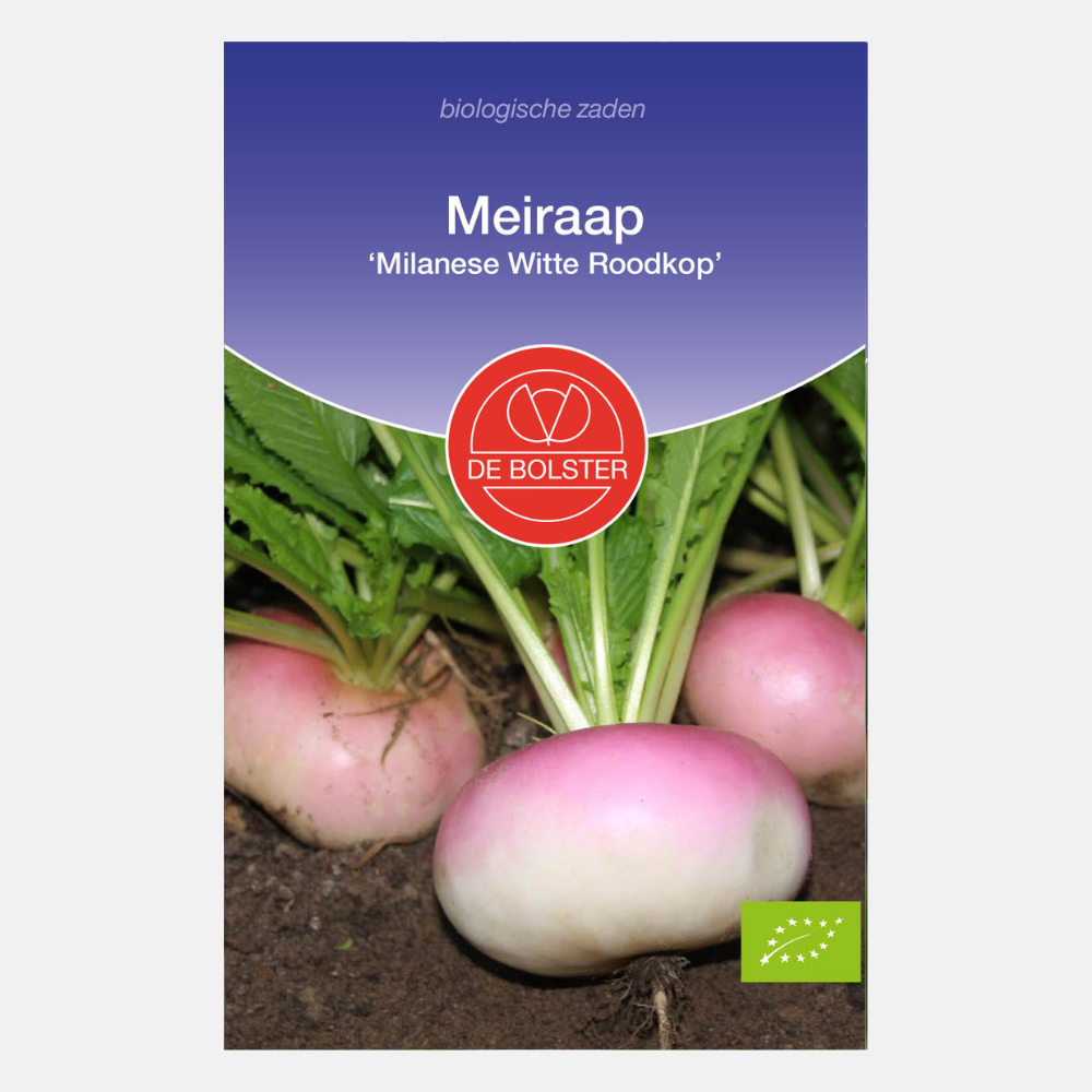 Turnip 'Milanese White Redhead' BIO