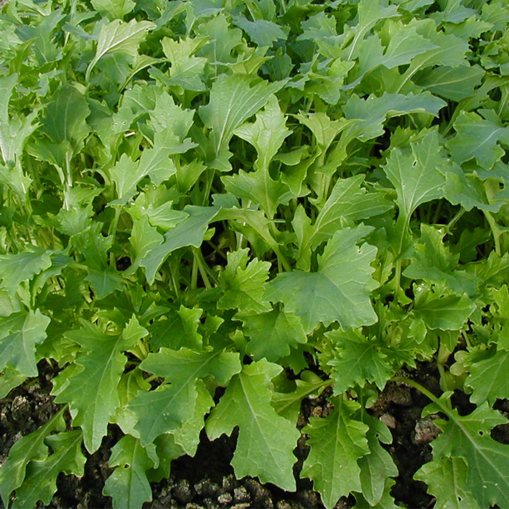 Turnip green 'Namenia' BIO