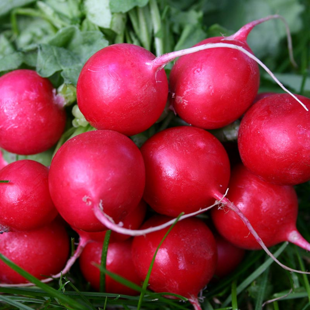 Radis 'Cherry Belle' BIO