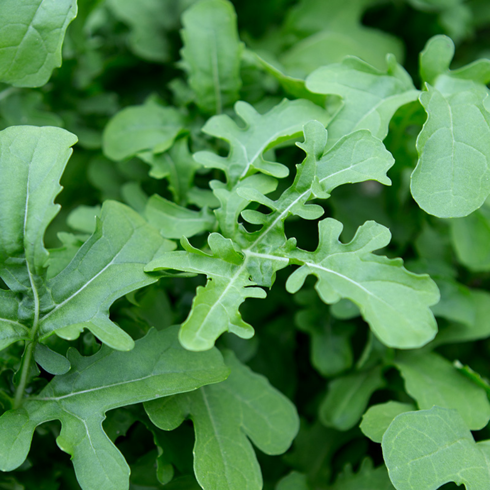 Arugula 'Esmée' BIO