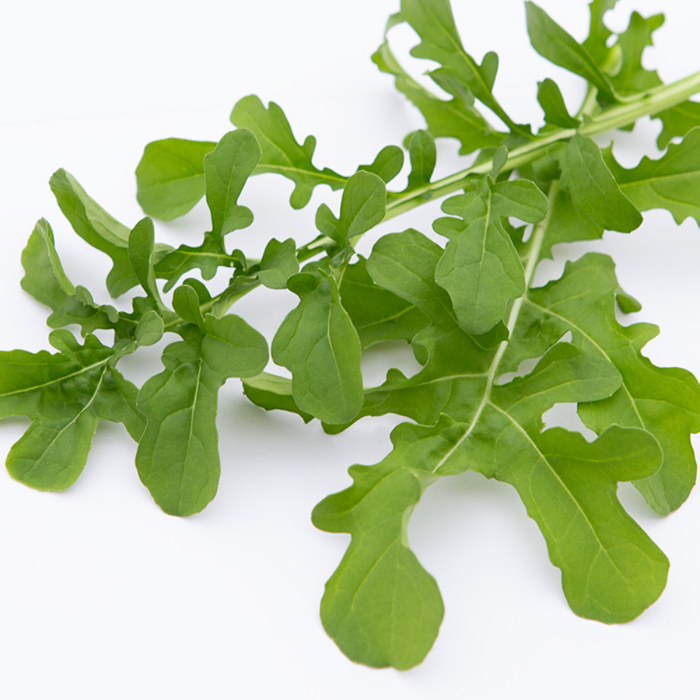 Arugula 'Esmée' BIO