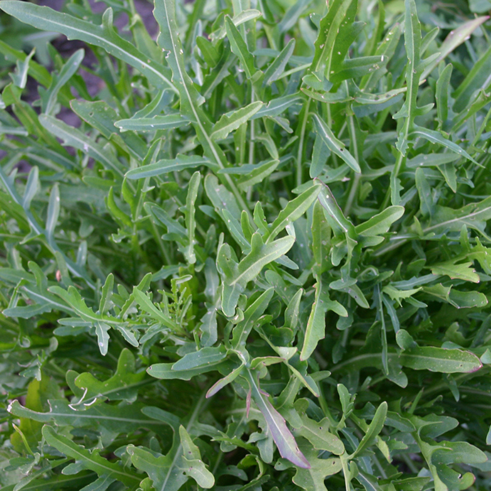 Arugula 'Selvatica' BIO
