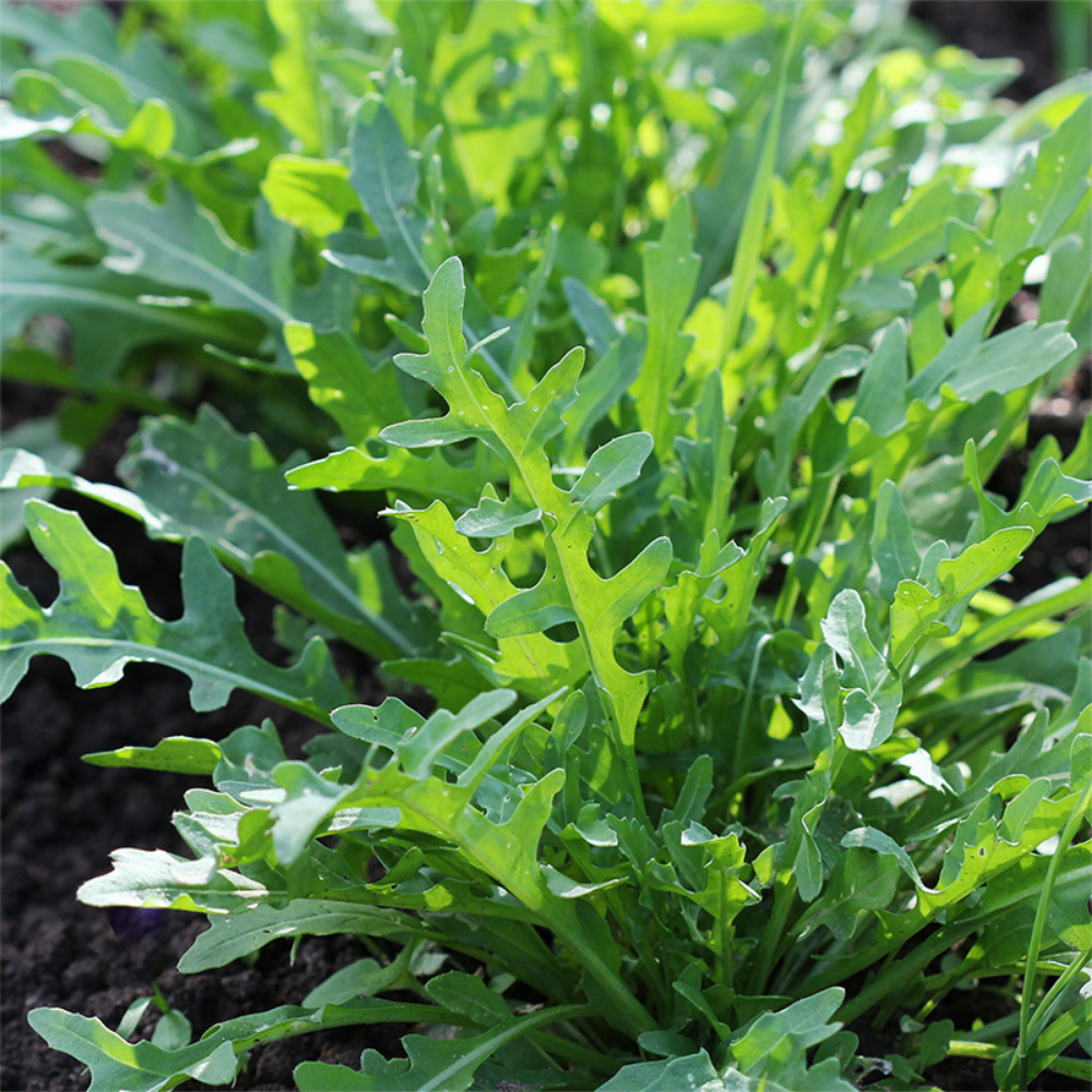 Arugula 'Rochelle' BIO