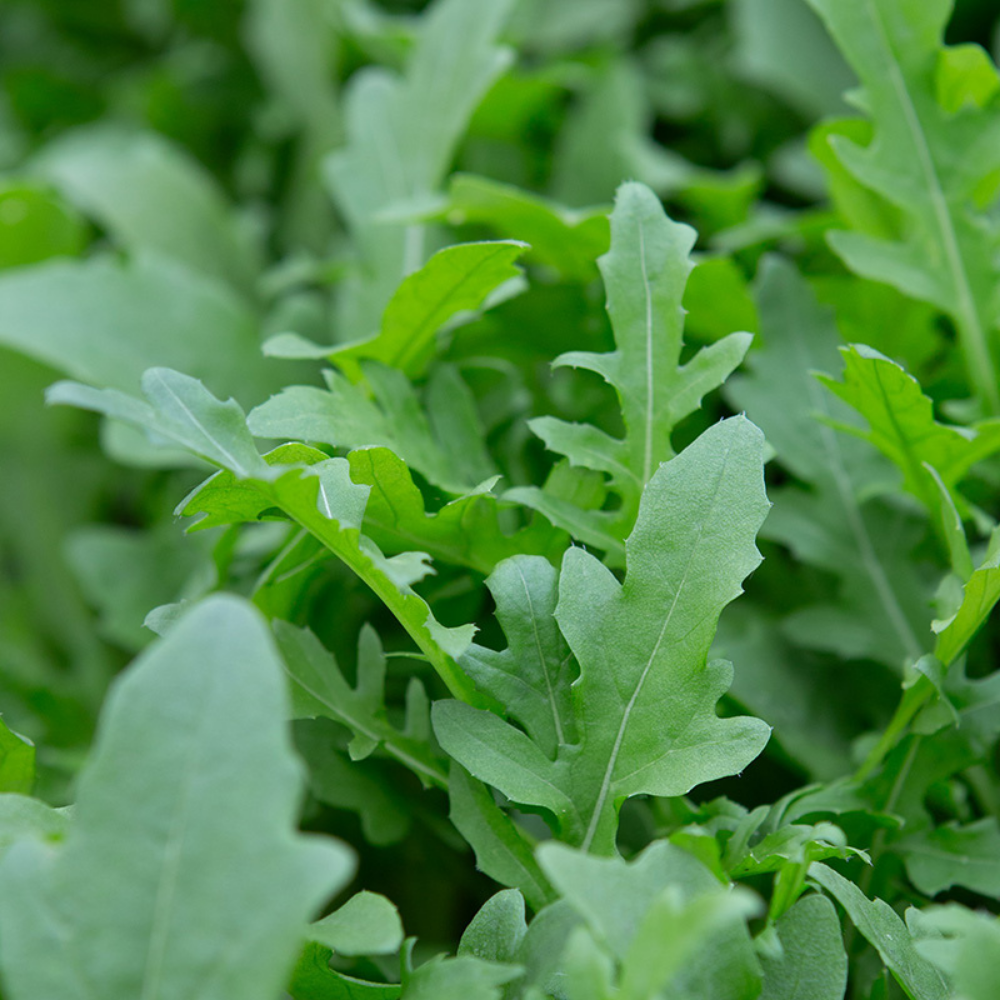 Arugula 'Rochelle' BIO