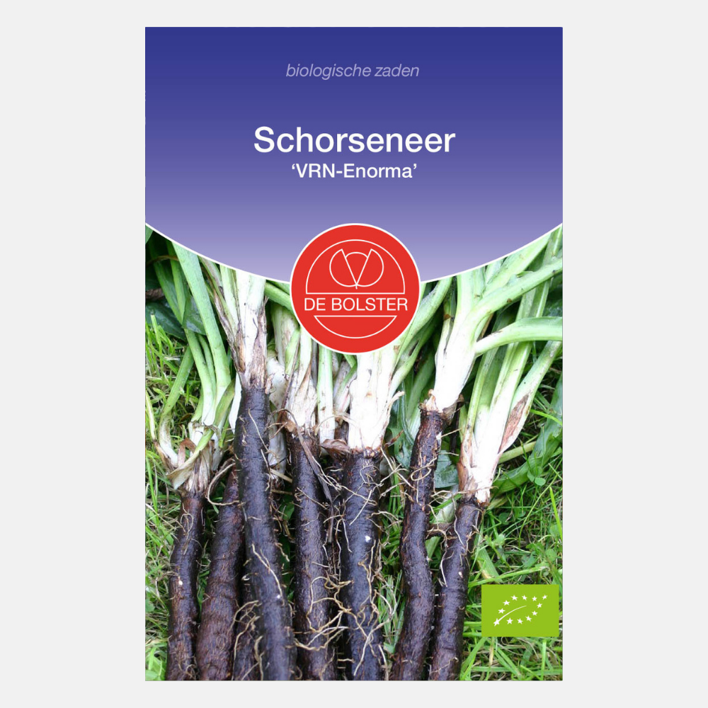 Salsify 'VRN-Enorma' BIO