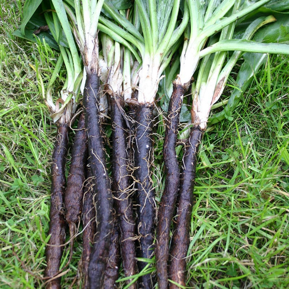 Salsify 'VRN-Enorma' BIO