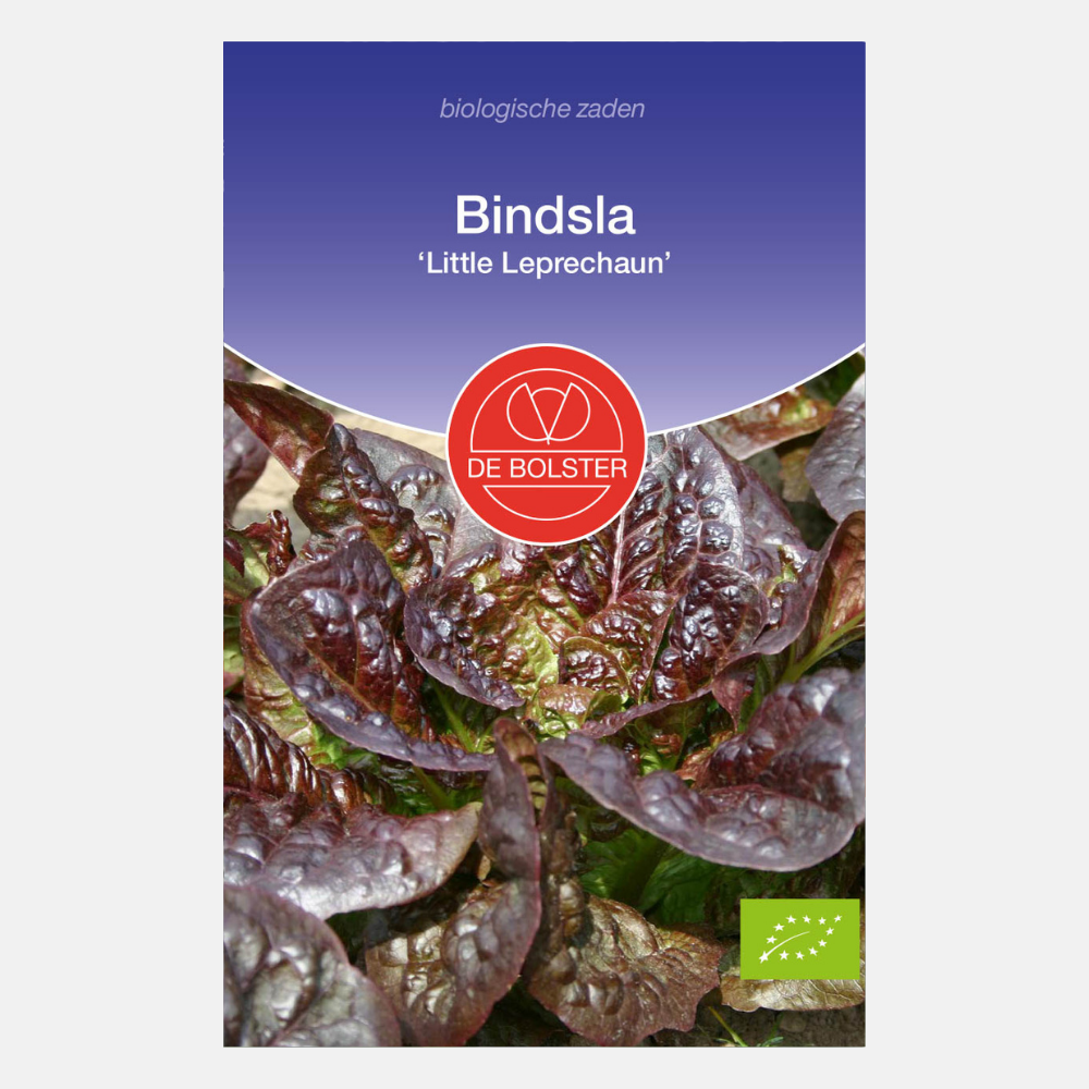 Romaine lettuce 'Little Leprechaun' ORGANIC