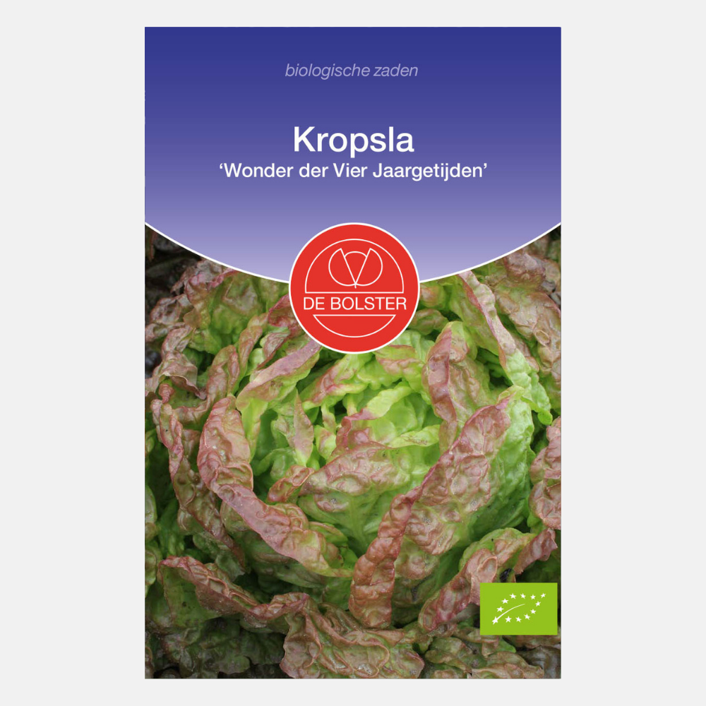 Laitue pommée 'Merveille des Quatre Saisons' BIO