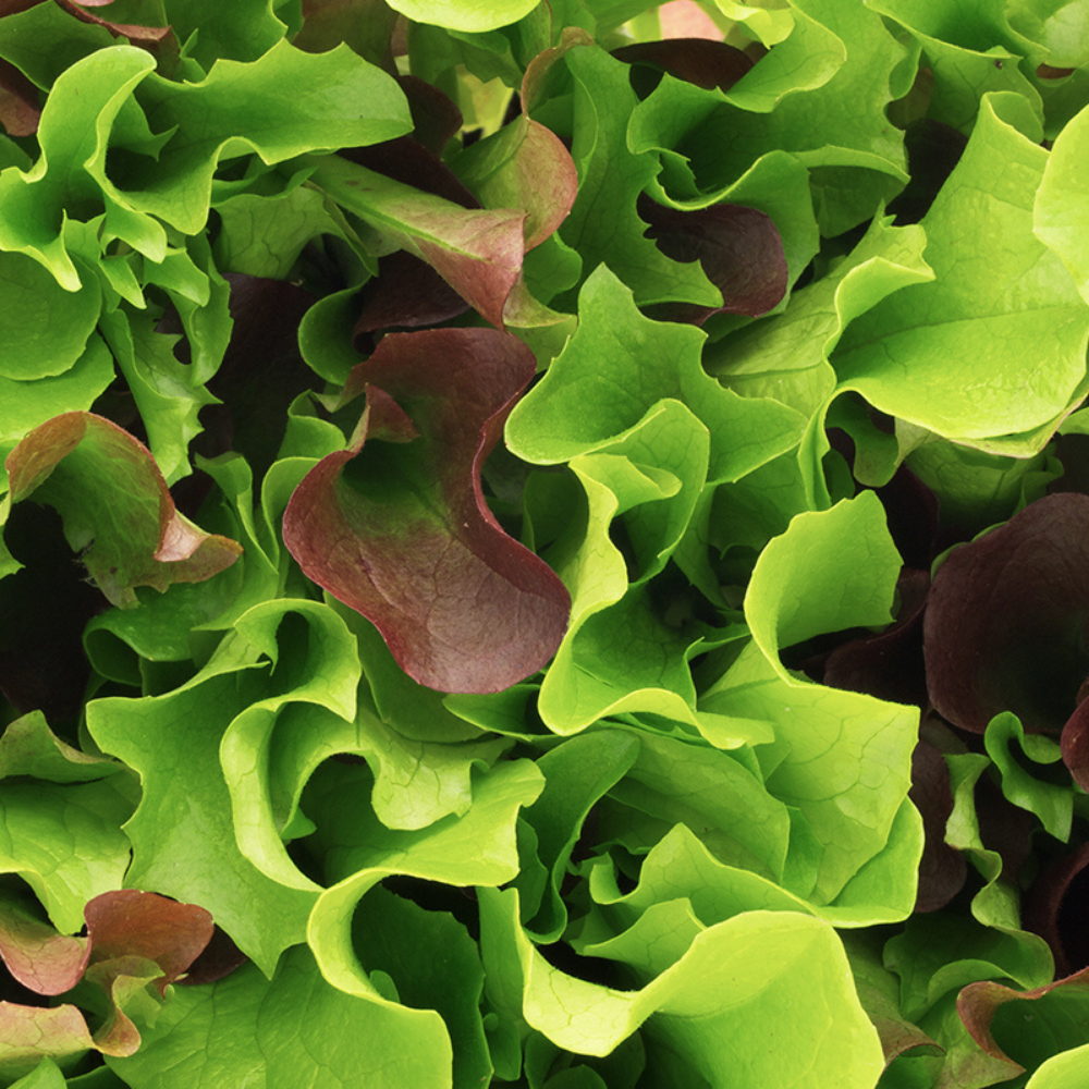 Mesclun 'Pure Laitue' BIO