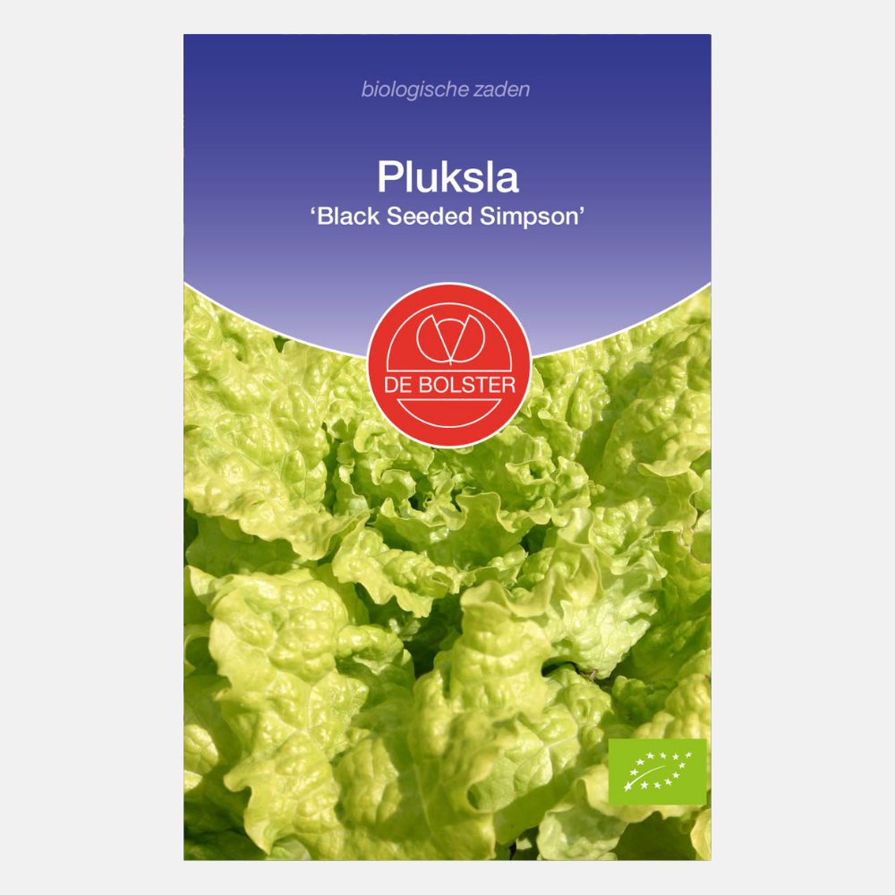 Pick lettuce 'Black Seeded Simpson' ORGANIC