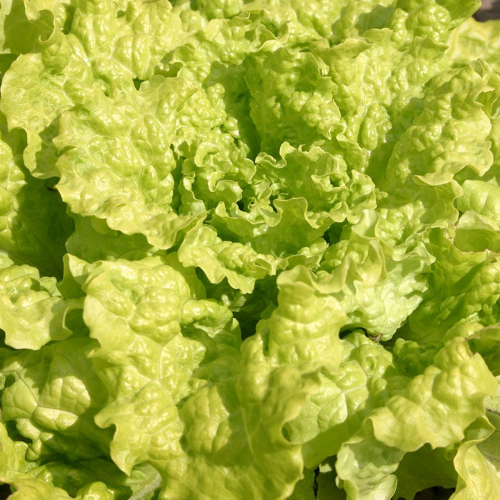 Pick lettuce 'Black Seeded Simpson' ORGANIC