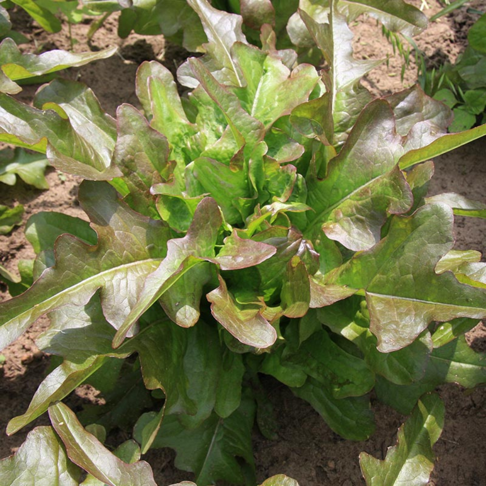 Lettuce 'Cocarde' BIO