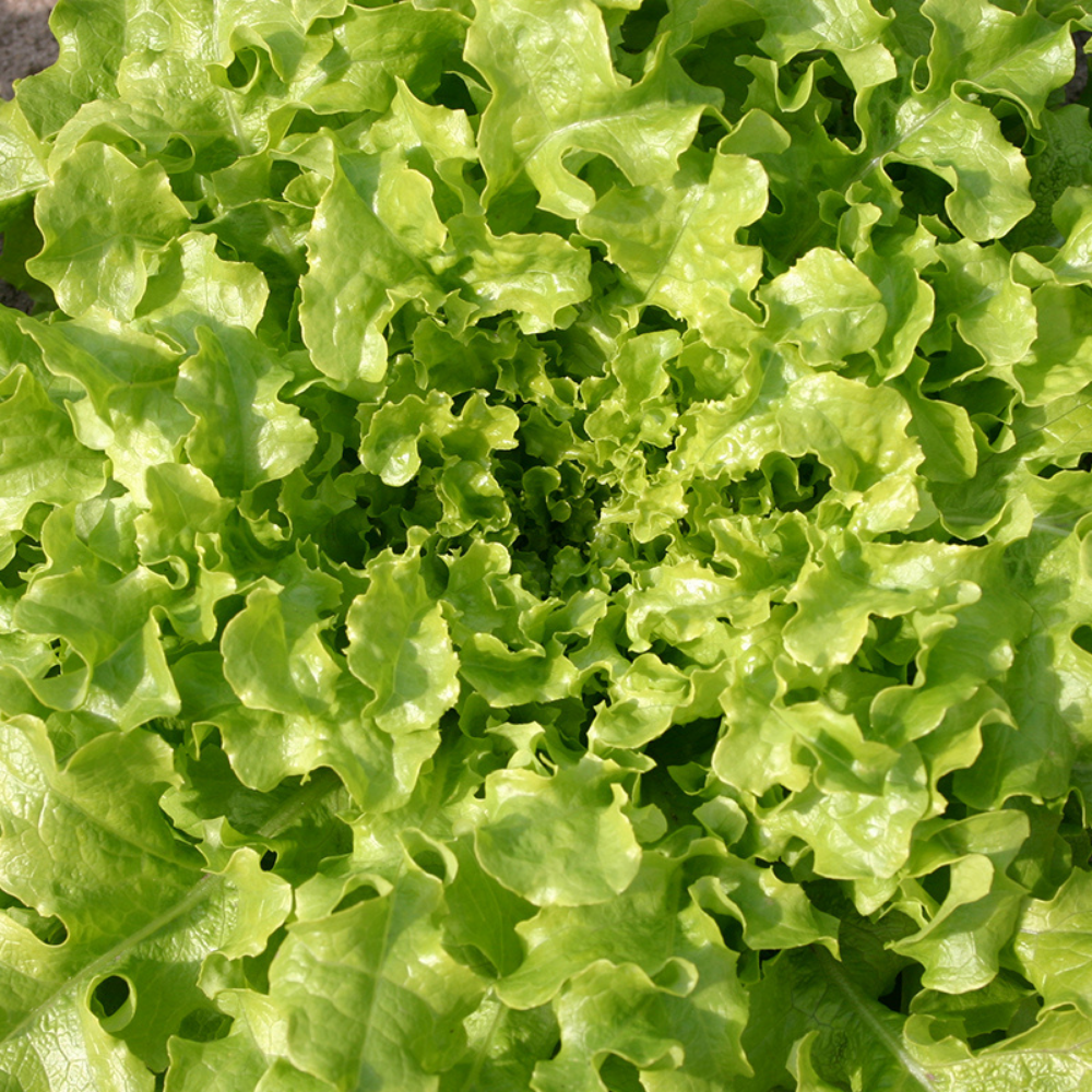 Laitue frisée de Chêne 'Salad Bowl' BIO