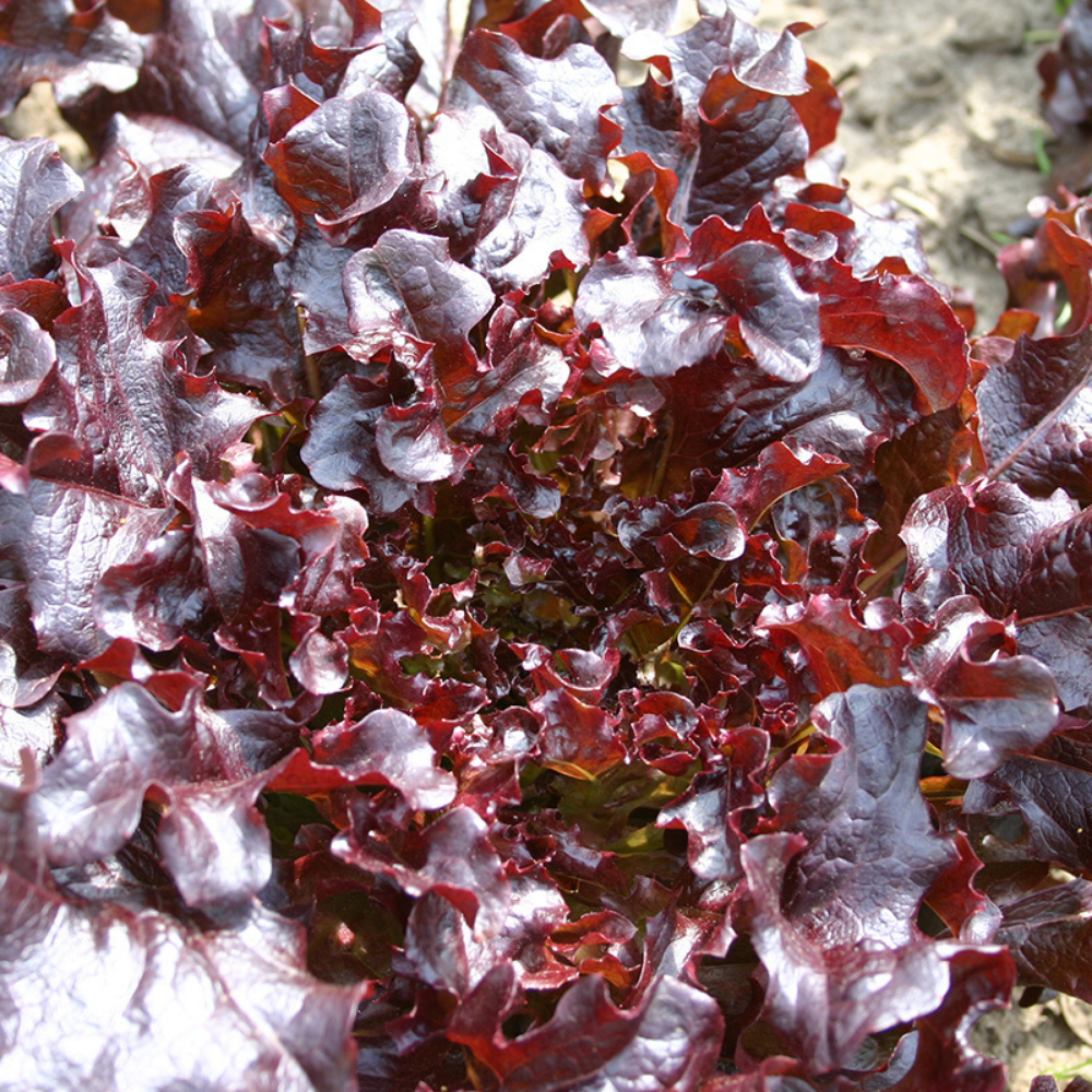 Laitue frisée de Chêne 'Salade Rouge' BIO