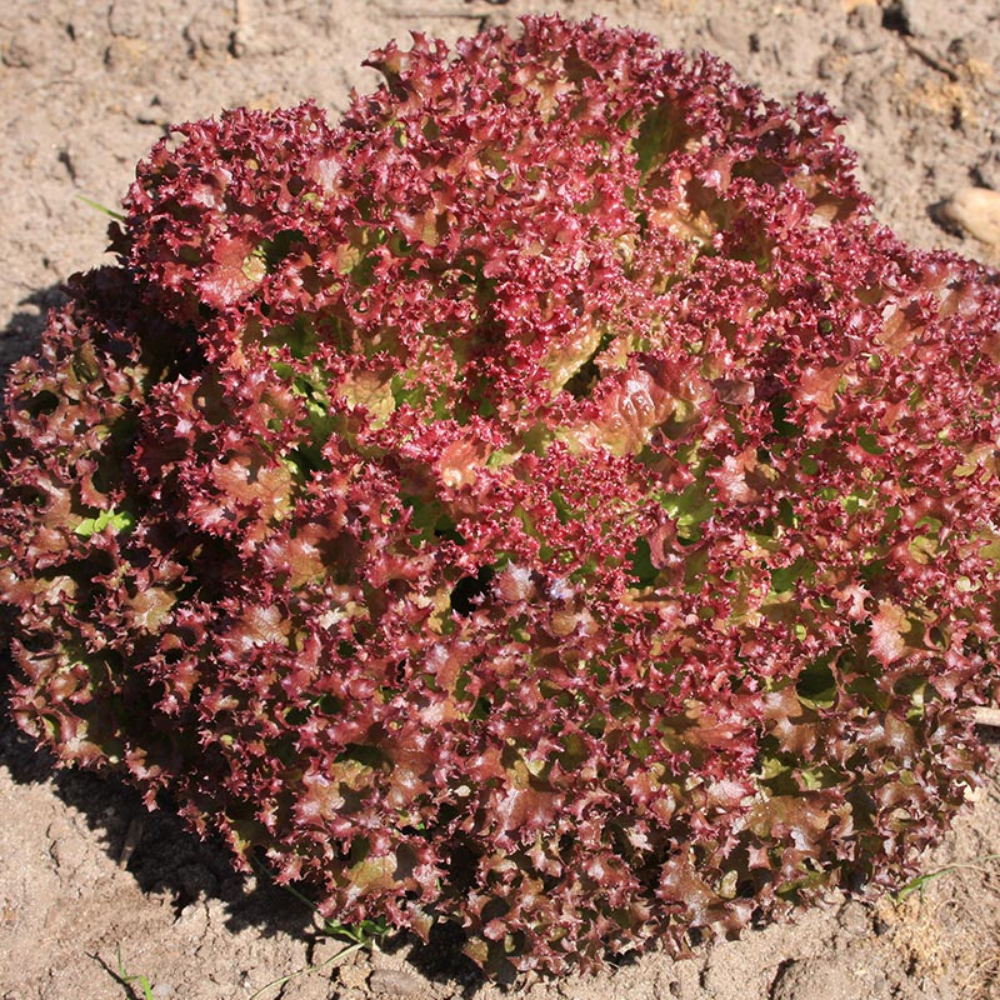 Laitue Frisée 'Lollo Rossa' BIO