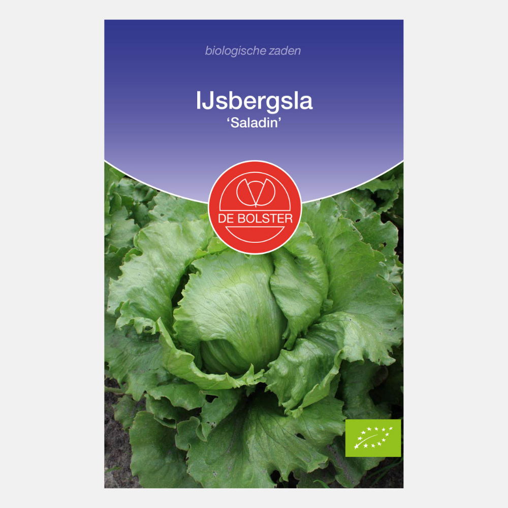 Laitue iceberg 'Saladin' BIO