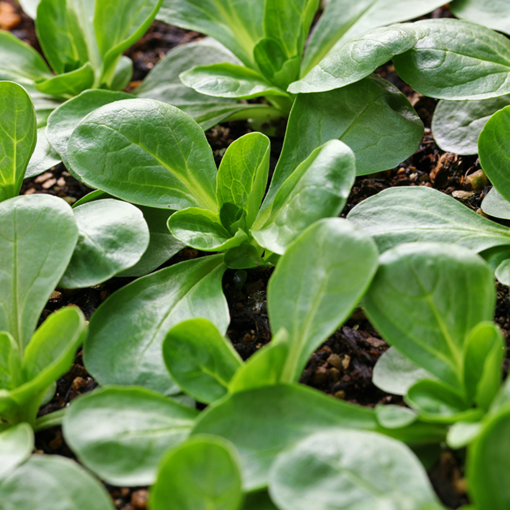 Lamb's lettuce 'Vit' BIO