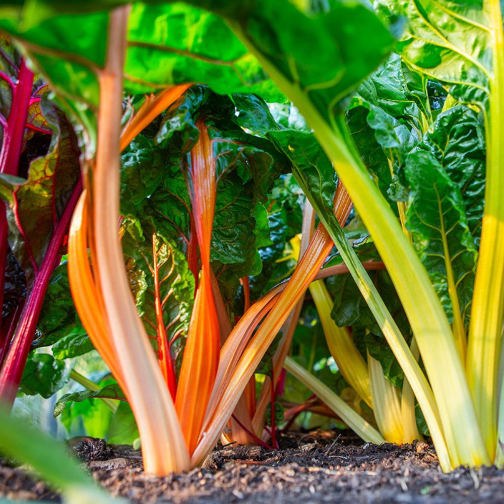 Swiss Chard 'Fireworks' BIO