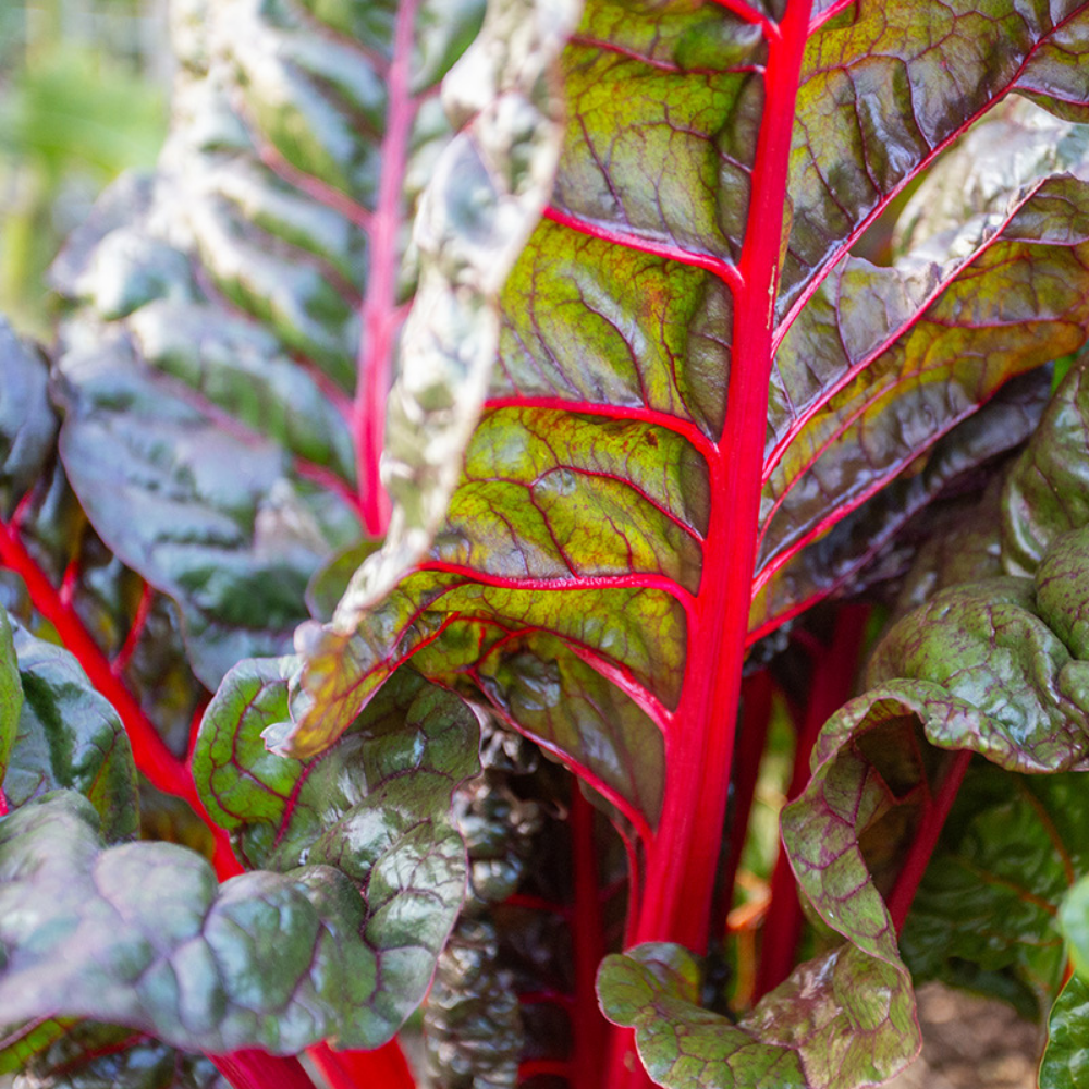 Swiss Chard 'Fireworks' BIO