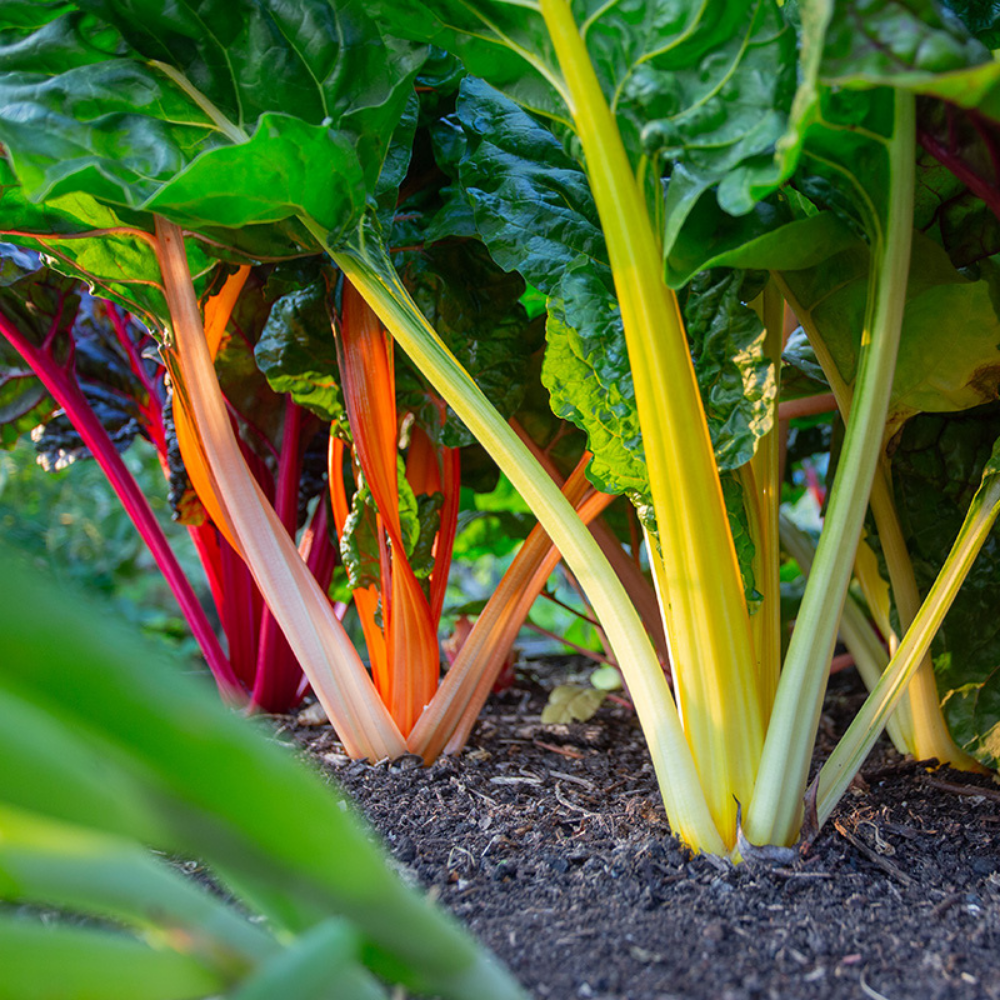 Swiss Chard 'Fireworks' BIO