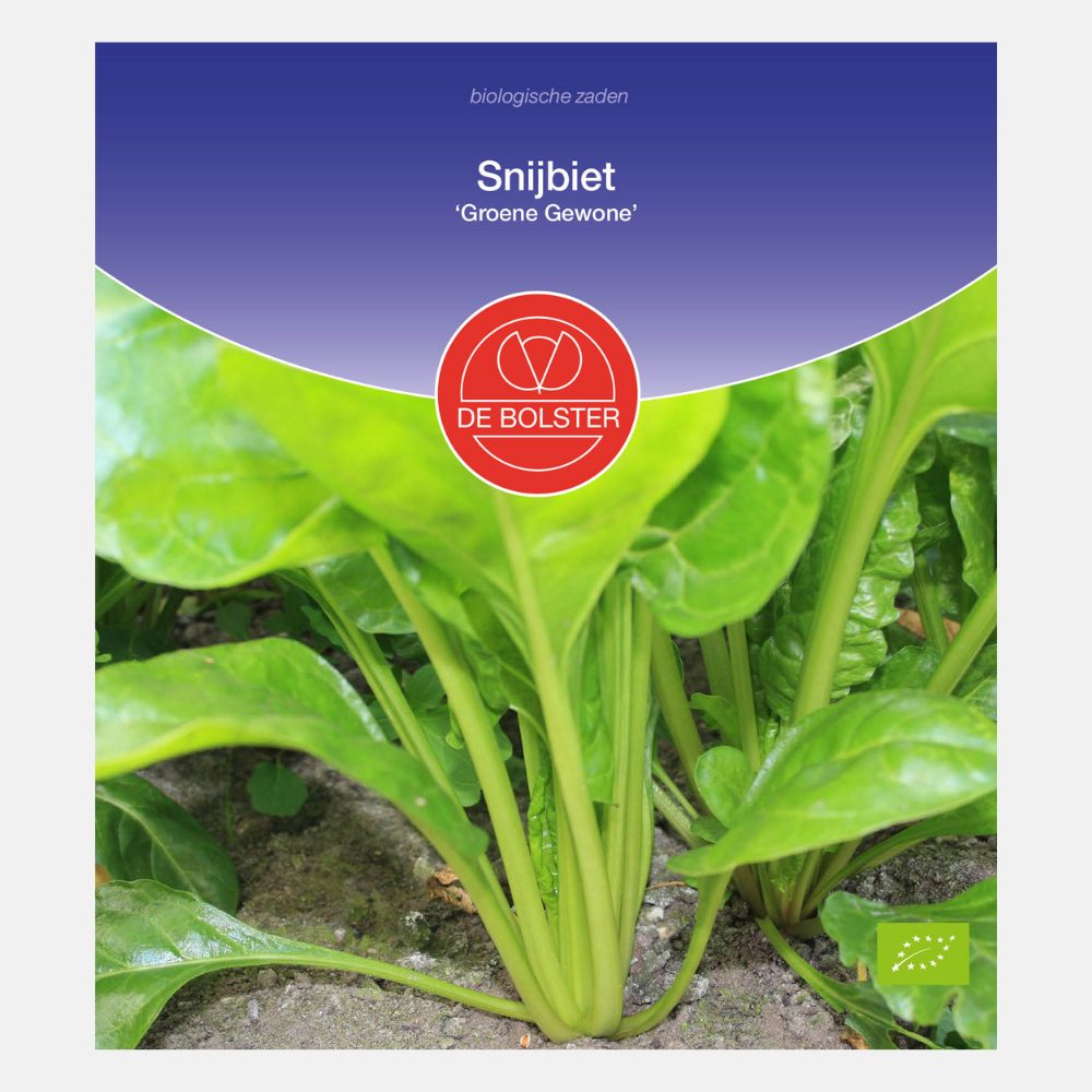 Swiss Chard 'Green Common' BIO