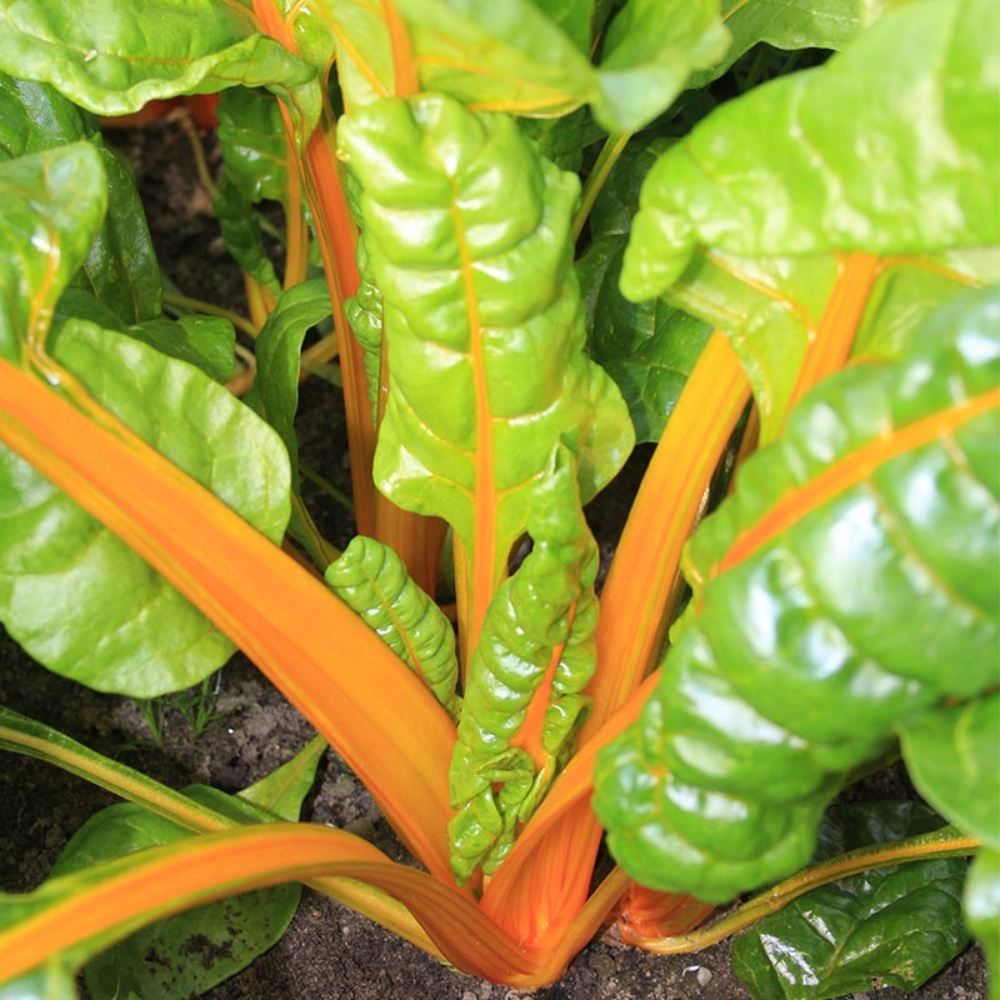 Swiss chard 'Sunset selection' BIO