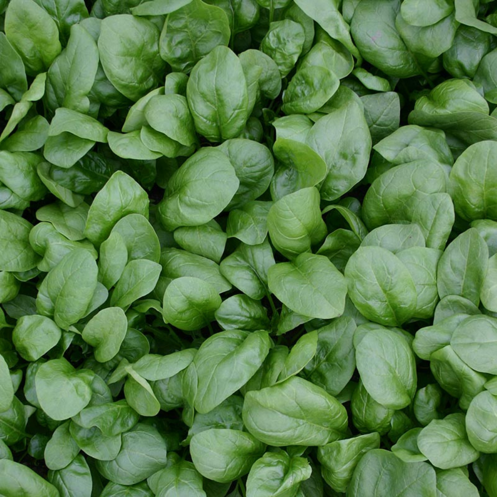 Spinach 'Early Giant Leaf' BIO